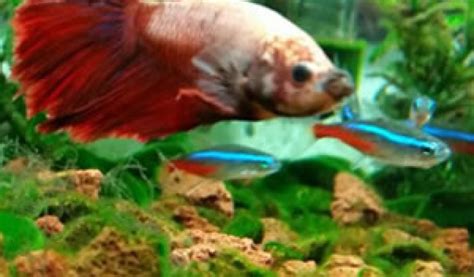where to find betta fish|Where Can I Find Betta Fish .